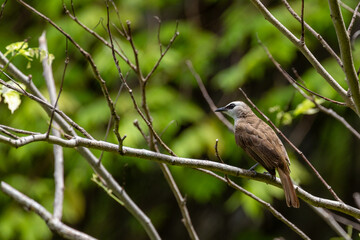A brown bird perched on a branch with a blurred green background, displaying natural beauty in an outdoor setting.