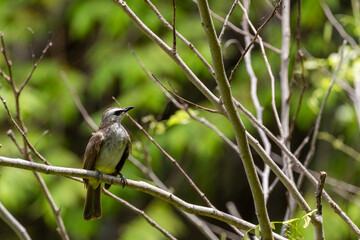 A small bird perched on a branch amidst greenery, symbolizing wildlife and natural habitat.