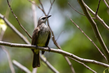 A bird perched on a branch surrounded by green, showcasing wildlife and nature in a serene outdoor setting.