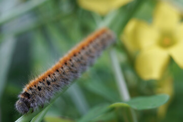 Caterpillar worm in the green rainforest macro footage