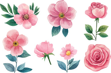 Watercolor Pink Rose Flower Illustration