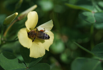 Bee insect getting honey from flowers at spring field
