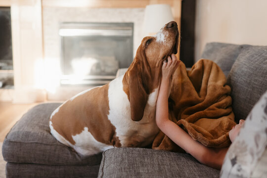 Basset hound dog gets a chin scratch while sitting on the sofa
