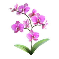 Obraz premium Pink orchids blooming beautifully vibrant flowers nature plant blossom floral beauty