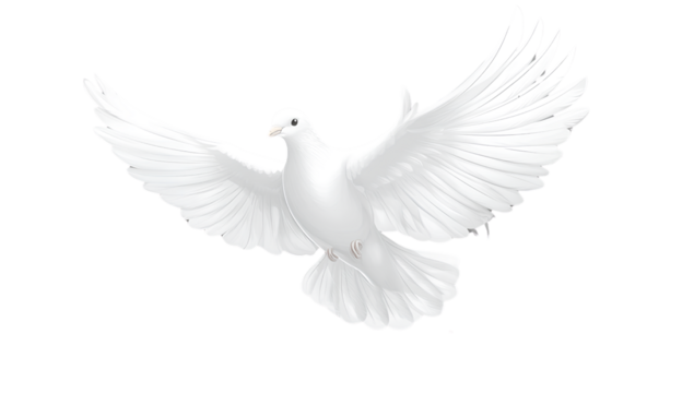 White dove flying, transparent background, vector illustration, PNG format.