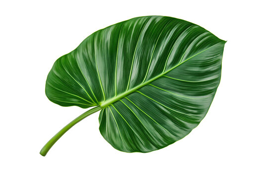 A fresh and glossy palm leaf isolated on a white background