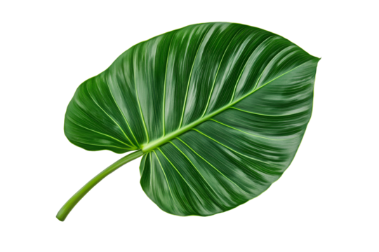 A fresh and glossy palm leaf isolated on a white background