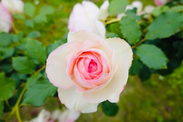 美しいピンクの薔薇