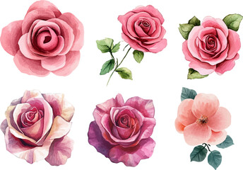Naklejka premium Watercolor Pink Rose Blossom