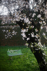 Blooming white cherry blossoms near verdant park bench, sunlight illuminating delicate petals and...