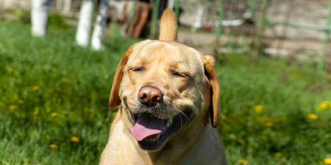 Labrador smiling with closed eyes on green grass