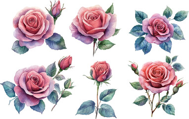 Fototapeta premium Watercolor Pink Rose Flower Illustration