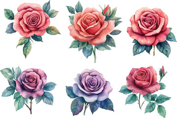 Fototapeta premium Watercolor Pink Rose Blossom