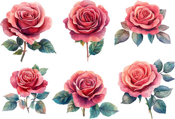 Fototapeta premium collection of roses flowers