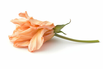 Single Faded Peach Tulip Bloom