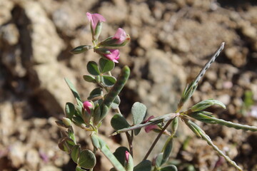 Lotus Glinoides or the Hawrbeith or Lotus Ehrenbergii
