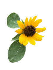 黄色いひまわりの花と葉
