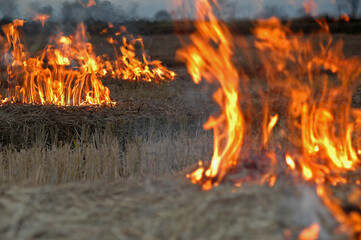 burning corn and rice fields to clear the undergrowth