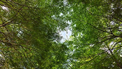Taking pictures looking upward under the shade of trees.