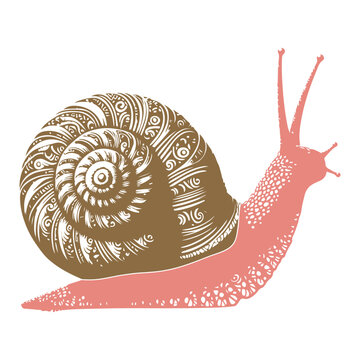 recommend clip art: Silhouette snail vector on a white background
