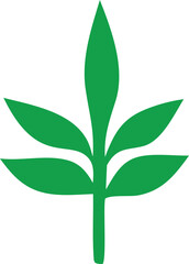 green leaf isolated on white