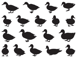 DUCK SILHOUETTE WHITE BACKGROUND