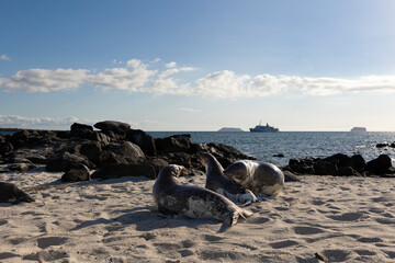 The Galapagos Islands are a volcanic archipelago in Ecuador, the first to be designated a World...