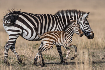 Mother zebra and her young foal walking side by side 