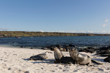 Fototapeta premium The Galapagos Islands are a volcanic archipelago in Ecuador, the first to be designated a World Natural Heritage Site. They are known as 