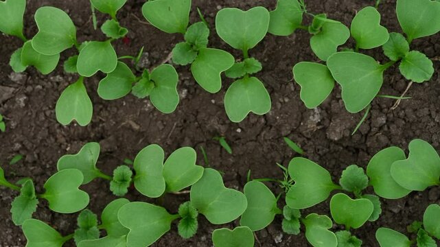 Rows of young radish seedlings growing in a soil