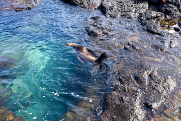 The Galapagos Islands are a volcanic archipelago in Ecuador, the first to be designated a World Natural Heritage Site. They are known as the loneliest and most beautiful archipelago in the world