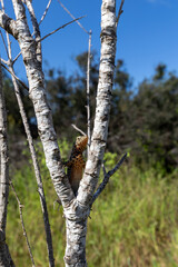 Fototapeta premium The Galapagos Islands are a volcanic archipelago in Ecuador, the first to be designated a World Natural Heritage Site. They are known as the loneliest and most beautiful archipelago in the world