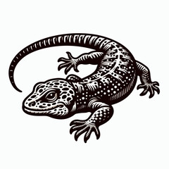 Fototapeta premium lizard on white background
