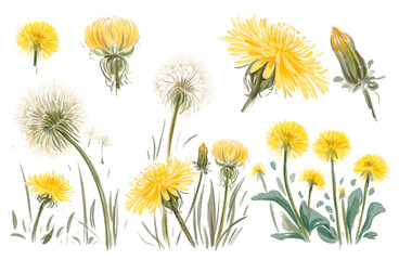 set of watercolor yellow dandelions