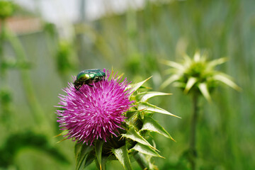 Beetle in the forest macro photography
