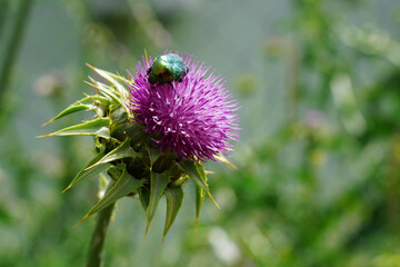 Beetle in the forest macro photography