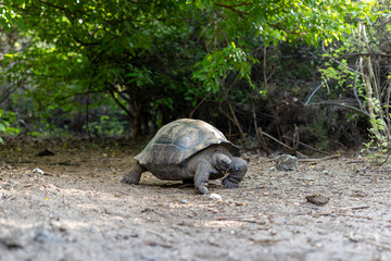 The Galapagos Islands are a volcanic archipelago in Ecuador, the first to be designated a World...