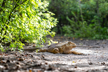 The Galapagos Islands are a volcanic archipelago in Ecuador, the first to be designated a World Natural Heritage Site. They are known as the loneliest and most beautiful archipelago in the world
