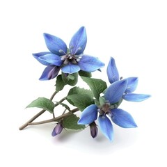 Fototapeta premium Three delicate, light-blue flowers with green leaves.