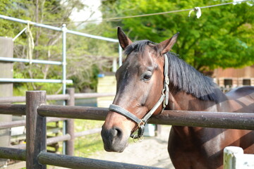 馬（アメリカンミニチュアホース）