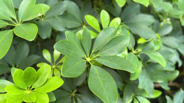 Close-up of Schefflera plant with glossy green oval leaves in radial pattern
