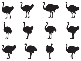 Fototapeta premium OSTRICH SILHOUETTE WHITE BACKGROUND