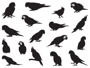 PARROTS SILHOUETTE
