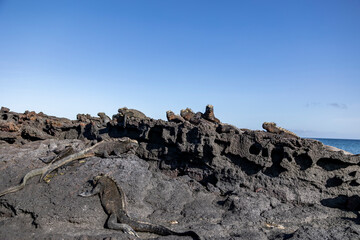 The Galapagos Islands are a volcanic archipelago in Ecuador, the first to be designated a World Natural Heritage Site. They are known as the loneliest and most beautiful archipelago in the world