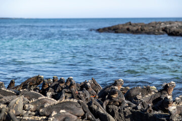 The Galapagos Islands are a volcanic archipelago in Ecuador, the first to be designated a World...