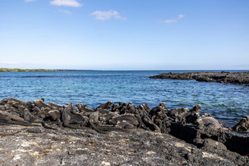 The Galapagos Islands are a volcanic archipelago in Ecuador, the first to be designated a World Natural Heritage Site. They are known as the loneliest and most beautiful archipelago in the world