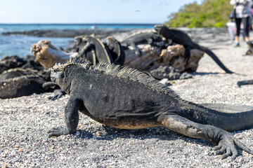 The Galapagos Islands are a volcanic archipelago in Ecuador, the first to be designated a World...