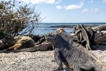 The Galapagos Islands are a volcanic archipelago in Ecuador, the first to be designated a World Natural Heritage Site. They are known as the loneliest and most beautiful archipelago in the world