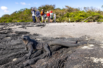 The Galapagos Islands are a volcanic archipelago in Ecuador, the first to be designated a World...