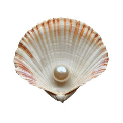 Pearl in Seashell Stock Photo: High Resolution Ocean Image on white background